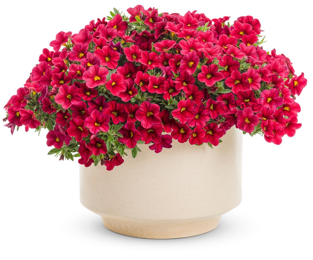 Calibrachoa Superbells® Red