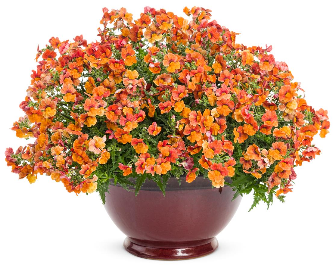 Nemesia Sunsatia® Blood Orange