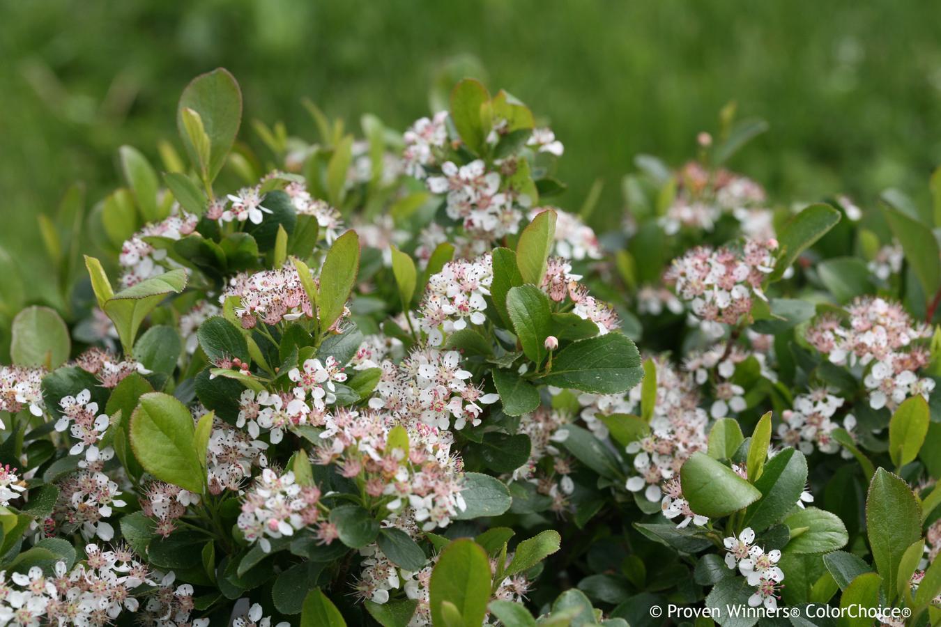 Aronia melanocarpa Low Scape Mound®