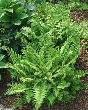 Polystichum acrostichoides 