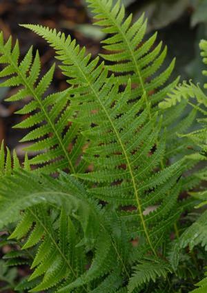 Thelypteris decursive-pinnata 