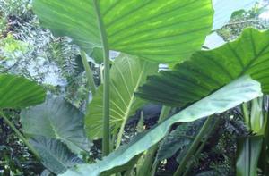 Alocasia 'Calidora'