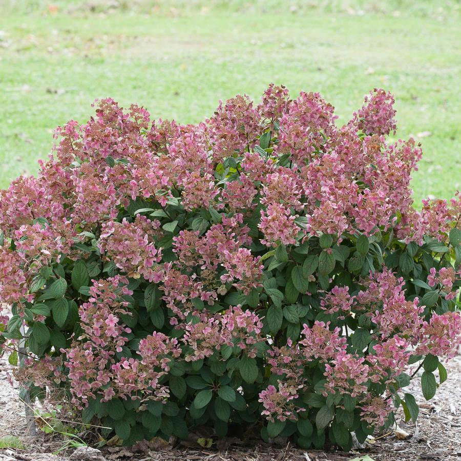 Hydrangea paniculata Little Quick Fire®