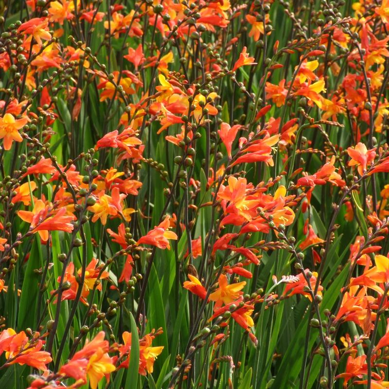 Crocosmia Orange Pekoe®