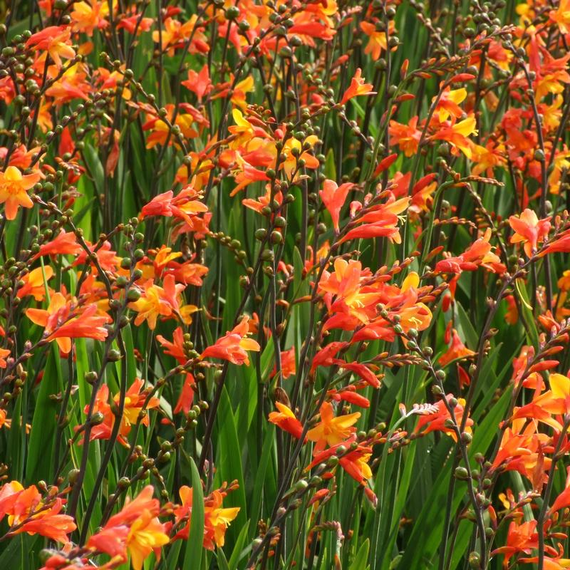 Crocosmia 'Orange Pekoe'