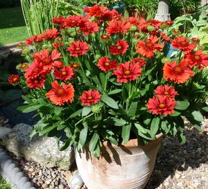 Gaillardia x grandiflora 'Celebration'