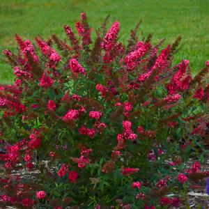 Buddleia Monarch® 'Prince Charming'