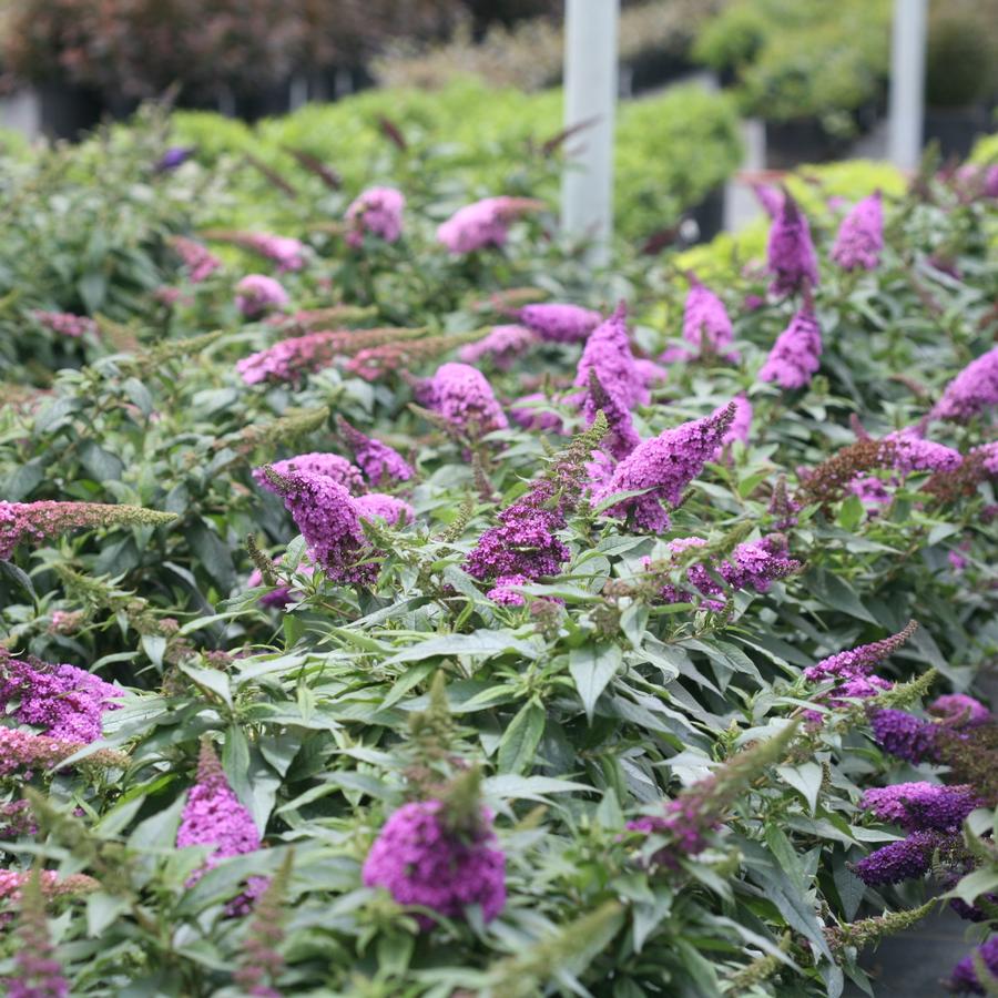 Buddleia x Pugster Periwinkle®