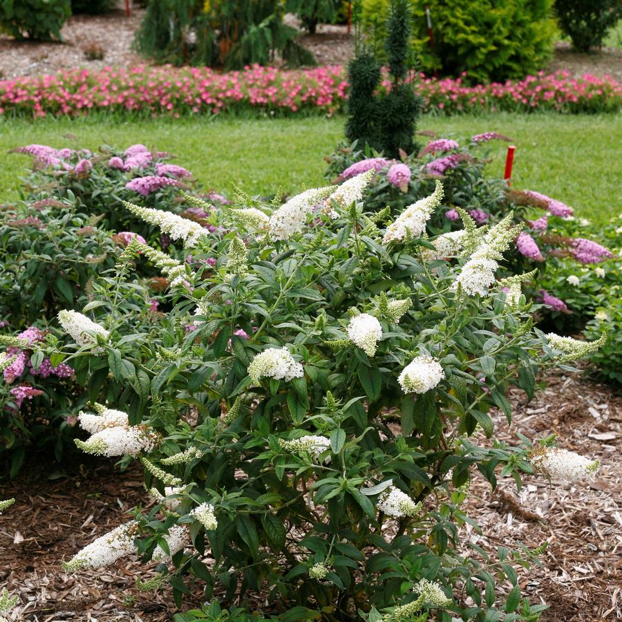 Buddleia x Proven Winners® Color Choice® Pugster White®