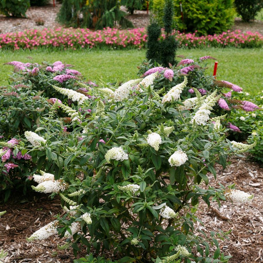 Buddleia x Pugster White®