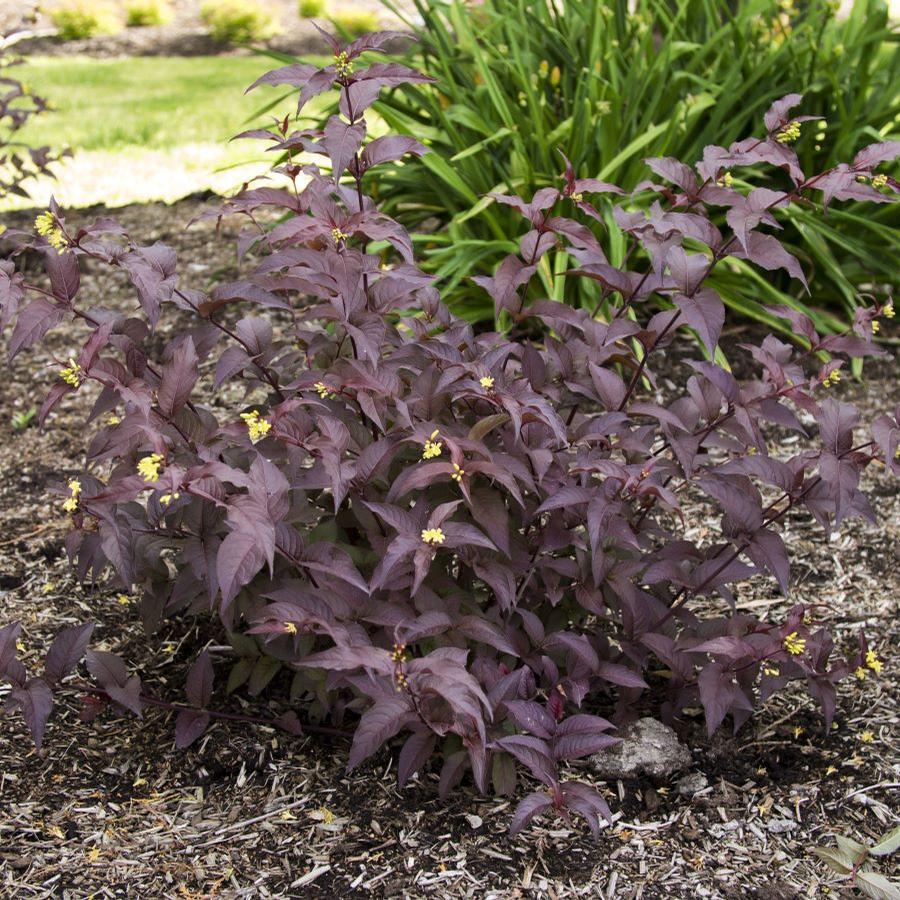 Diervilla splendens Nightglow&reg;