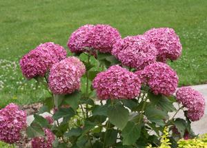 Hydrangea arborescens Invincibelle Mini Mauvette®