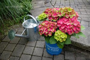 Hydrangea macrophylla Tilt-A-Swirl®