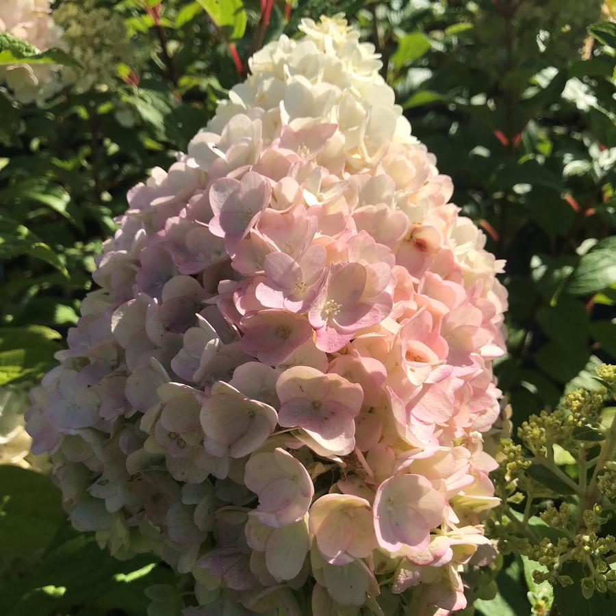Hydrangea paniculata Moonrock™