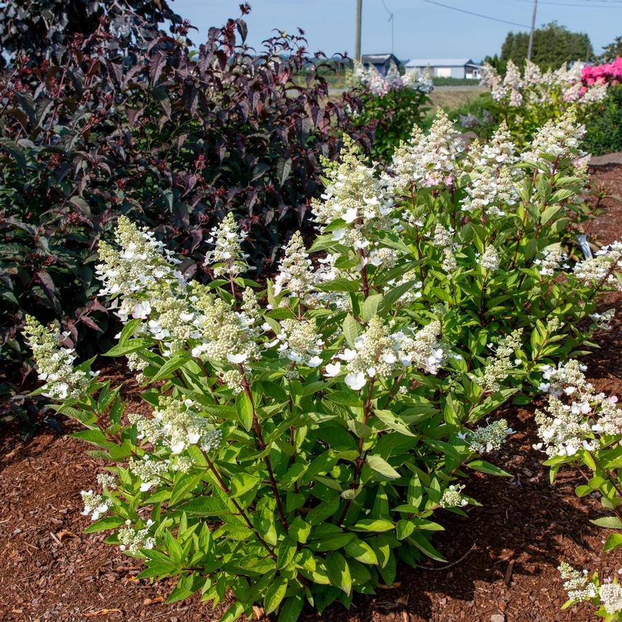 Hydrangea paniculata Flare™
