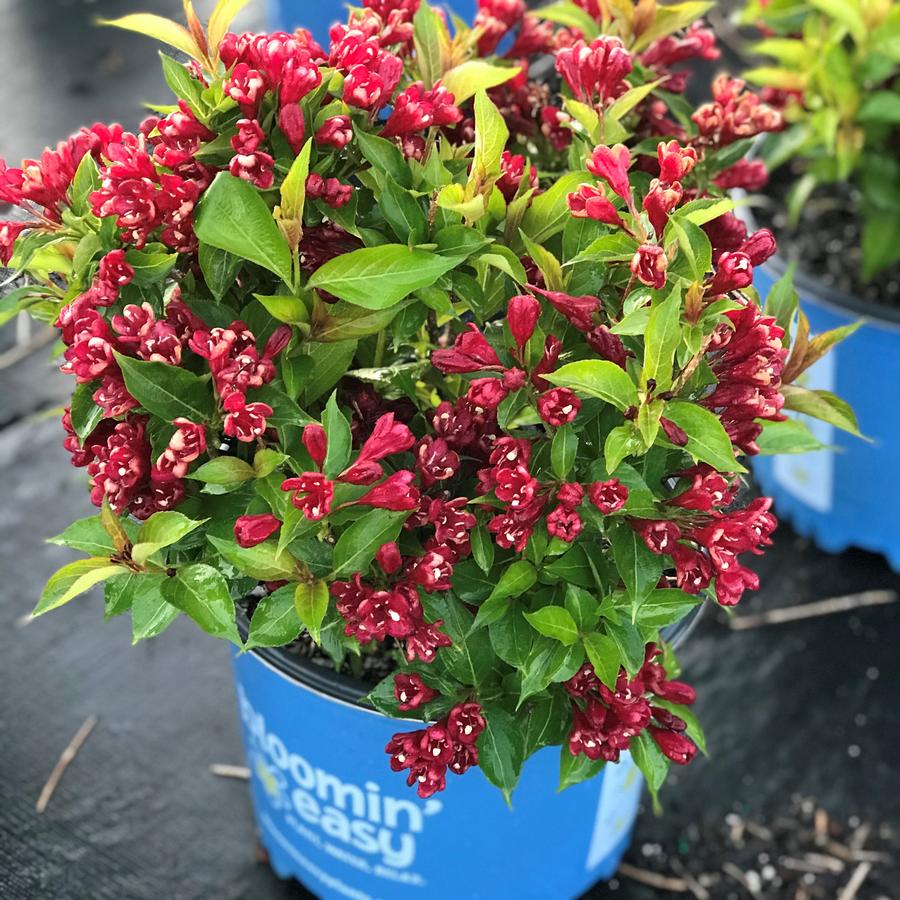 Weigela Maroon Swoon™