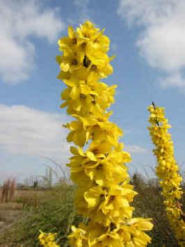 Forsythia x intermedia Magical® Gold