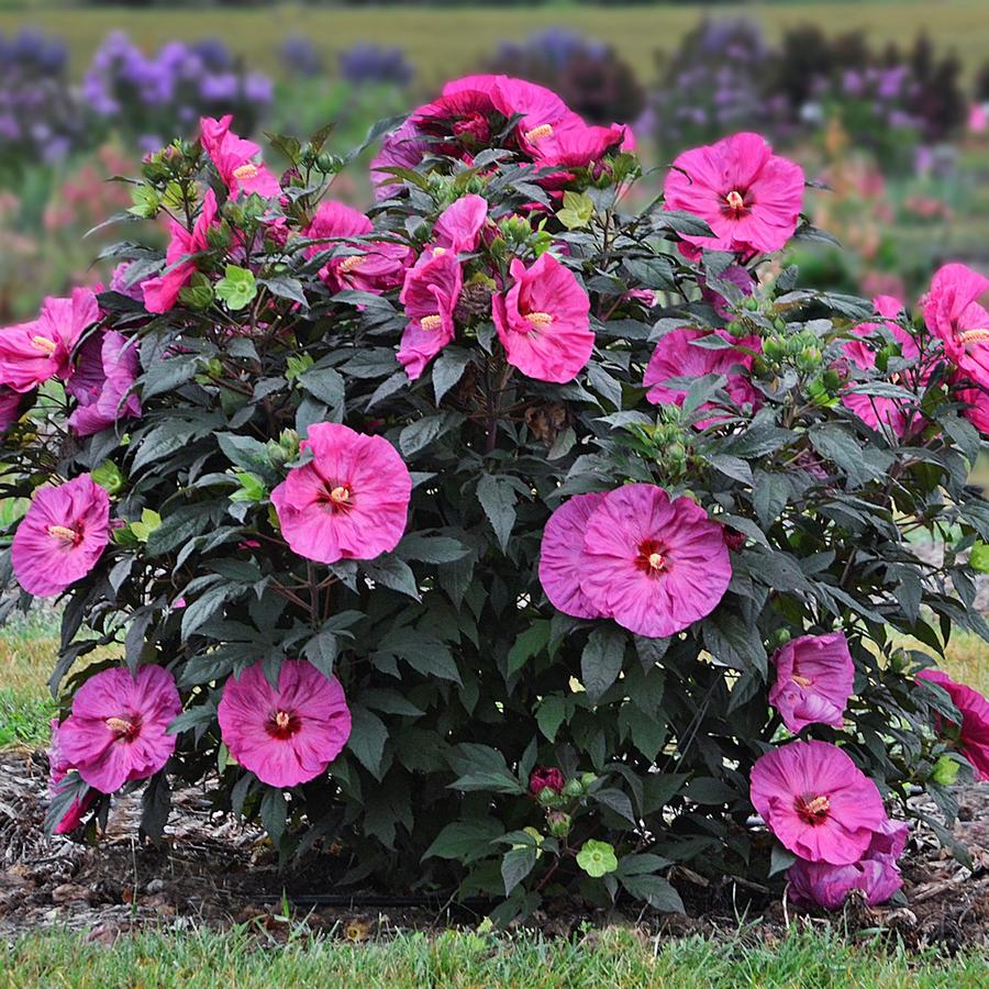 Hibiscus Summerific&reg; 'Berry Awesome'
