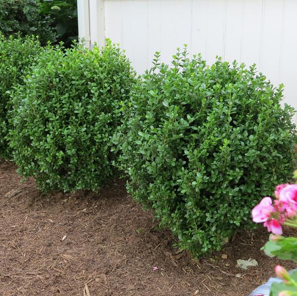 Buxus NewGen Freedom® Boxwood 'SB 300' PP32421