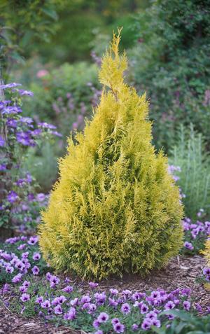 Thuja plicata Fluffy®