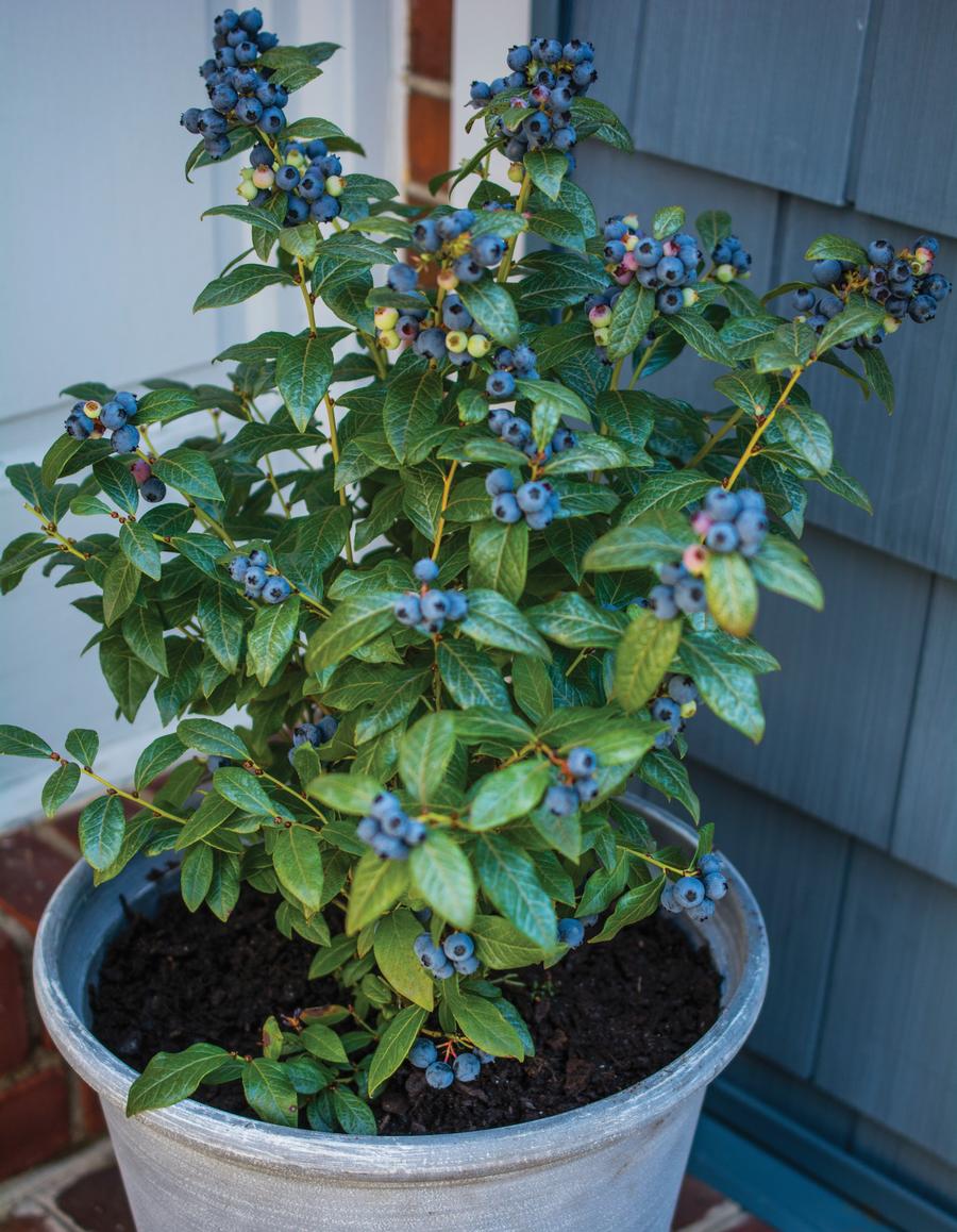 Vaccinium Bushel and Berry® Perpetua®