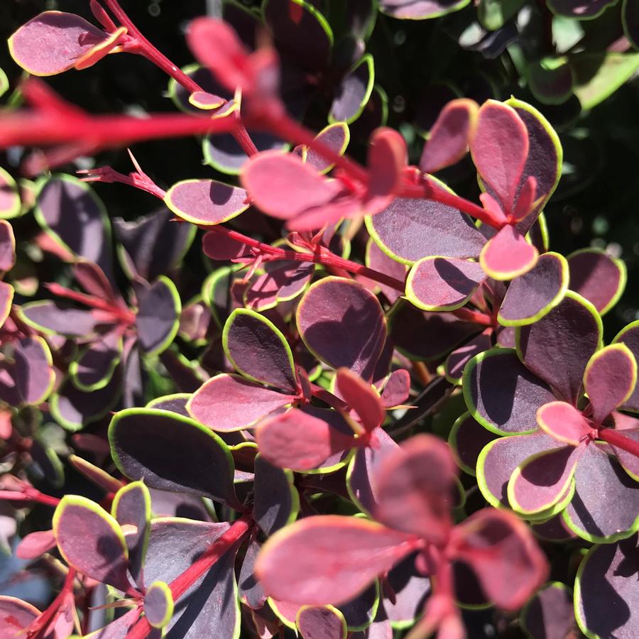 Berberis thunbergii Sunjoy Mini Maroon®