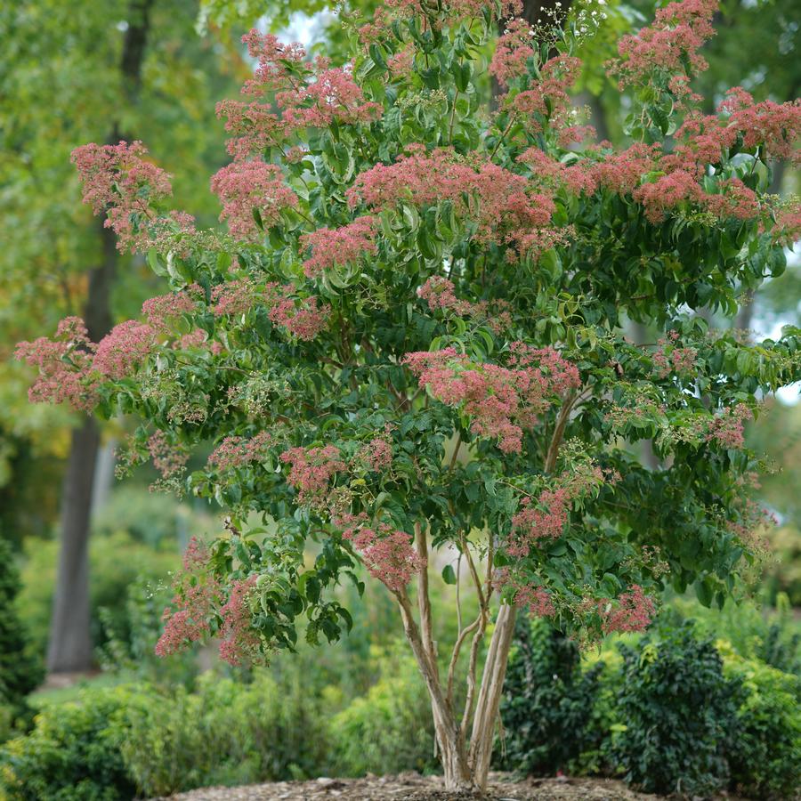 Heptacodium miconioides Temple of Bloom®