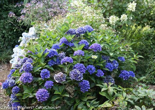 Hydrangea macrophylla Cityline® Venice