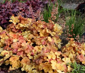 Heuchera Champagne