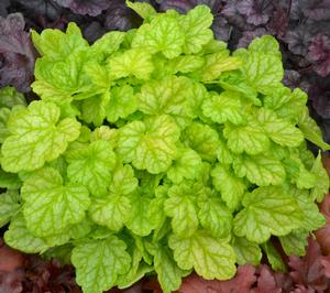 Heuchera Dolce® 'Appletini'