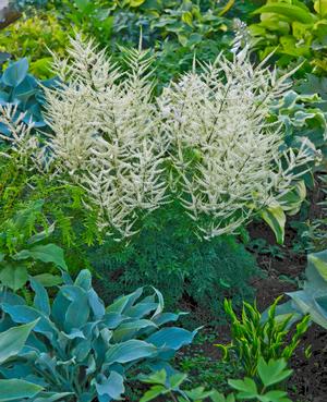 Aruncus 'Fairy Hair'