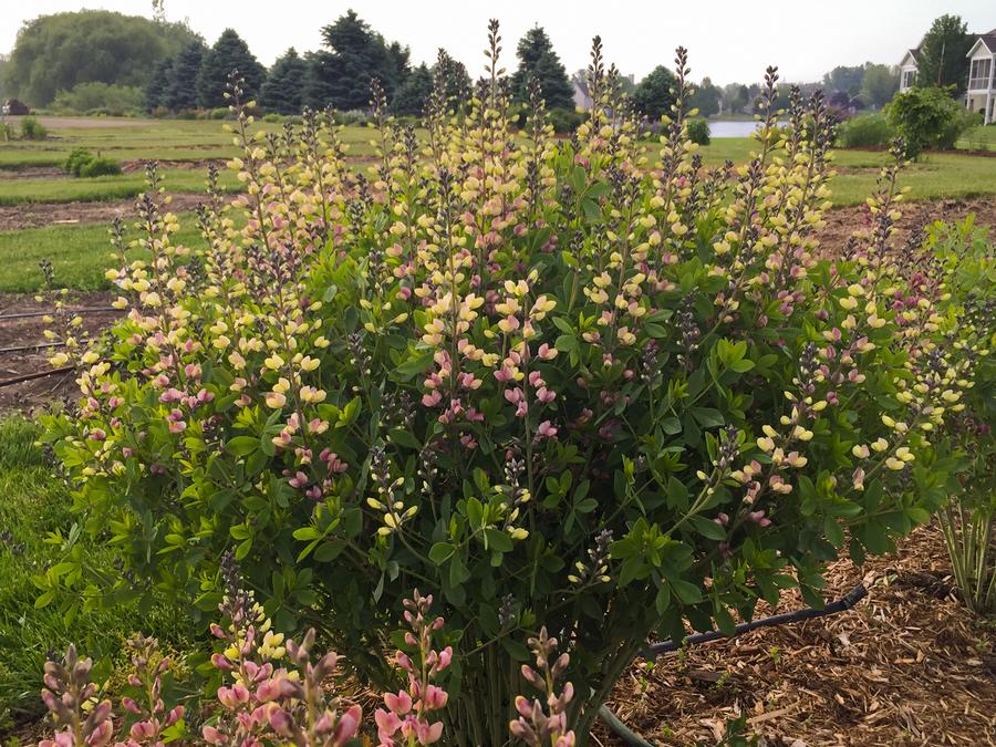 Baptisia Decadence® Deluxe 'Pink Lemonade'