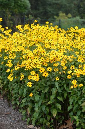 Coreopsis palustris 'Summer Sunshine'