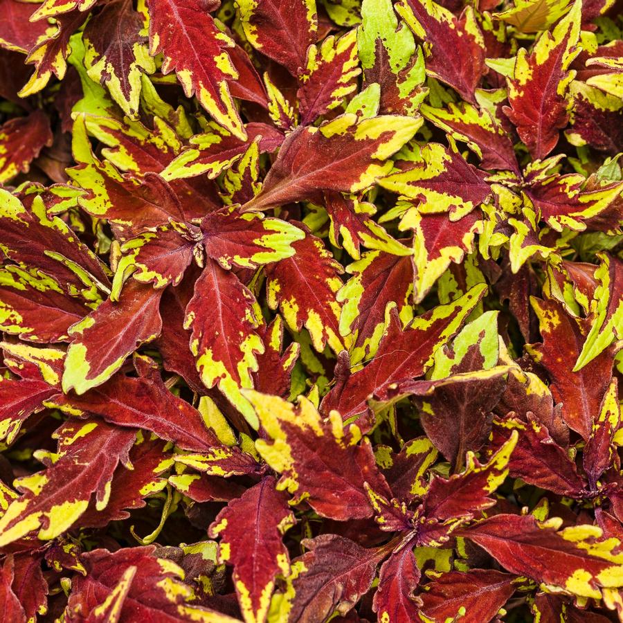 Coleus ColorBlaze® Apple Brandy