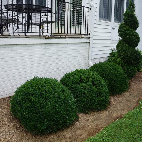 Buxus sempervirens 'Buddy'