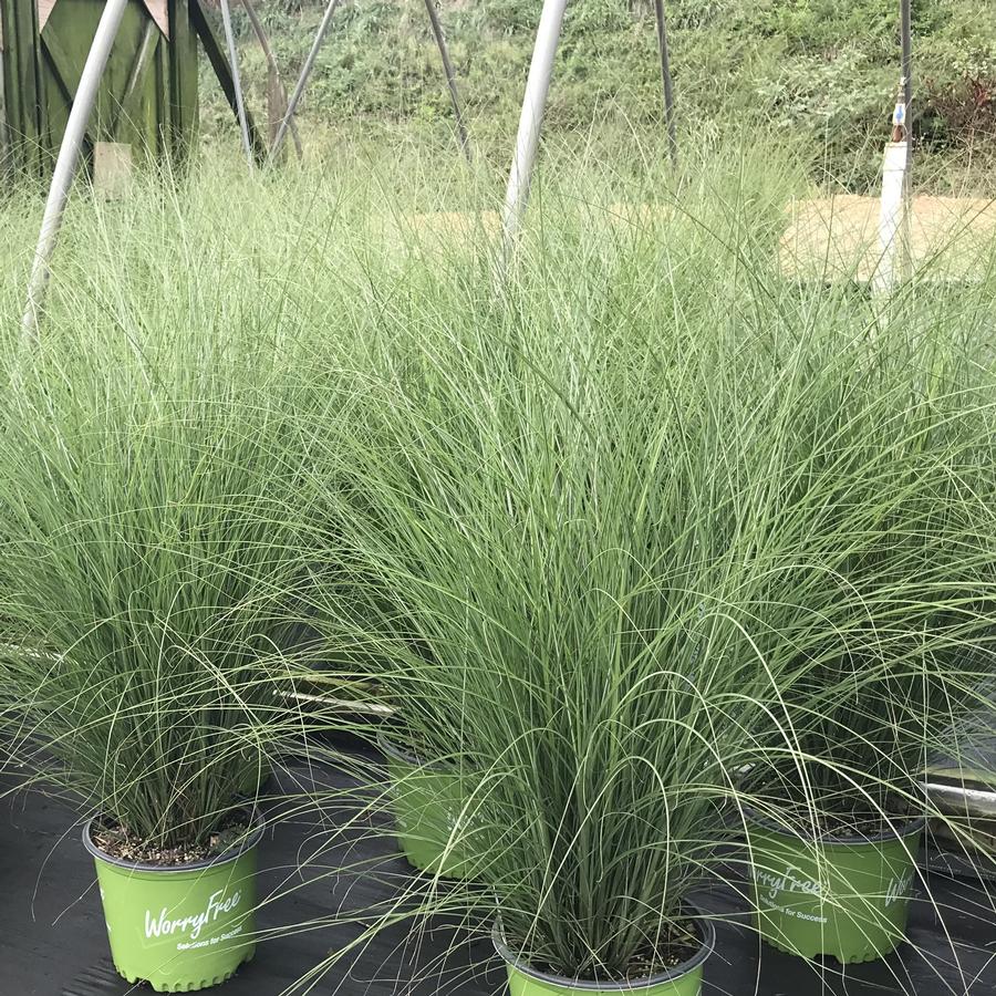 Miscanthus sinensis 'Scout'