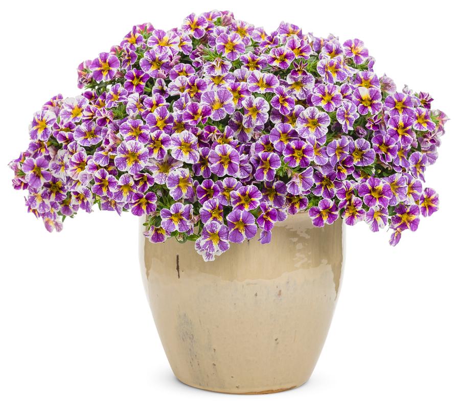 Calibrachoa hybrid Superbells® Holy Smokes!&trade;