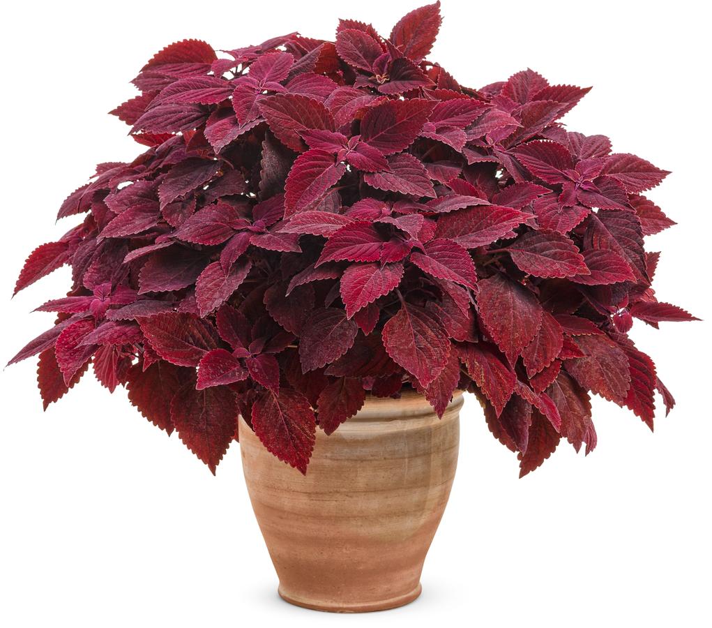 Coleus ColorBlaze® Rediculous™