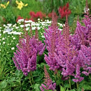 Astilbe chinensis 'Visions'