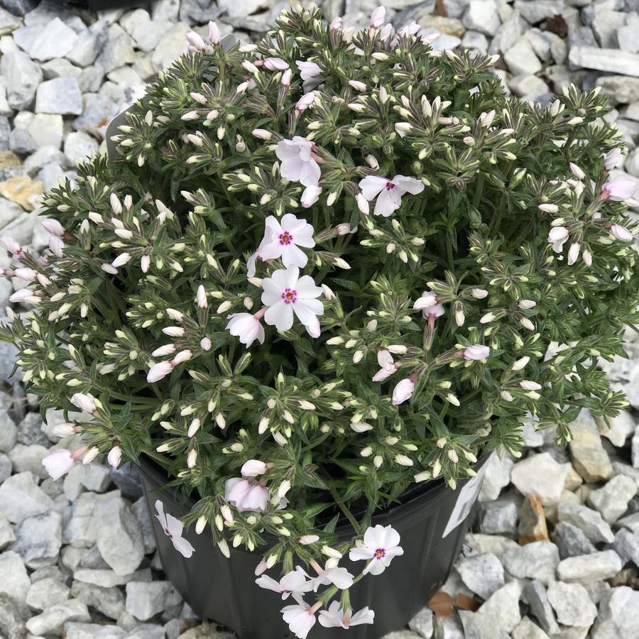 Phlox subulata 'Amazing Grace'