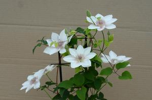 Clematis Corinne™