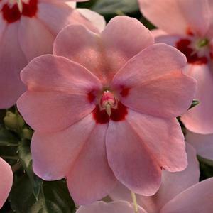 Impatiens SunPatiens® Vigorous Pink Kiss