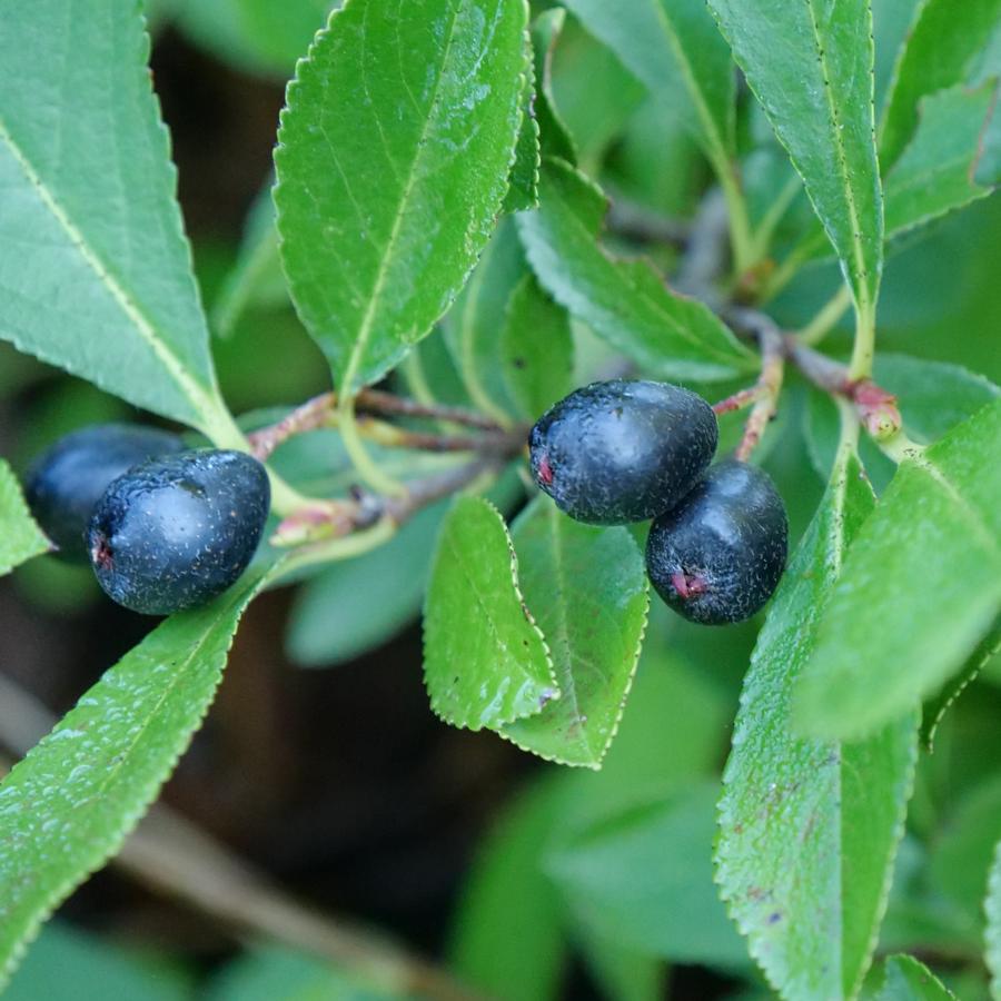 Aronia melanocarpa Ground Hug®