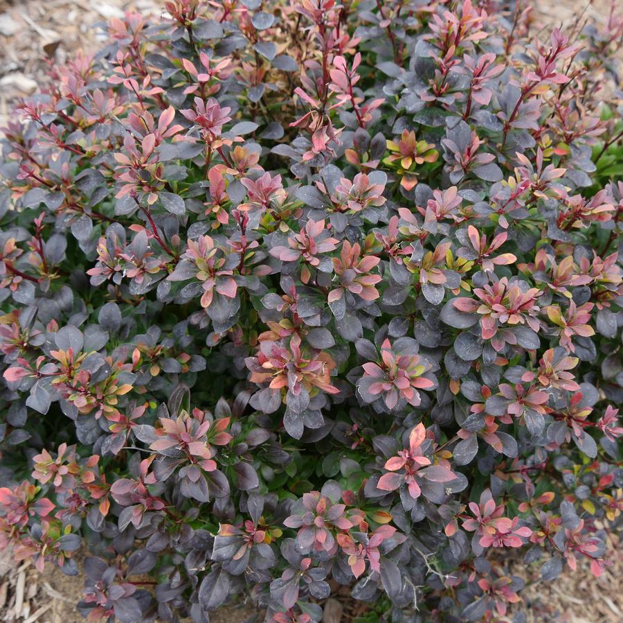 Berberis thunbergii Sunjoy Todo®