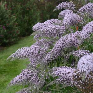 Buddleia 'Grand Cascade'