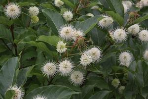 Cephalanthus occidentalis Magical® 'Moonlight'