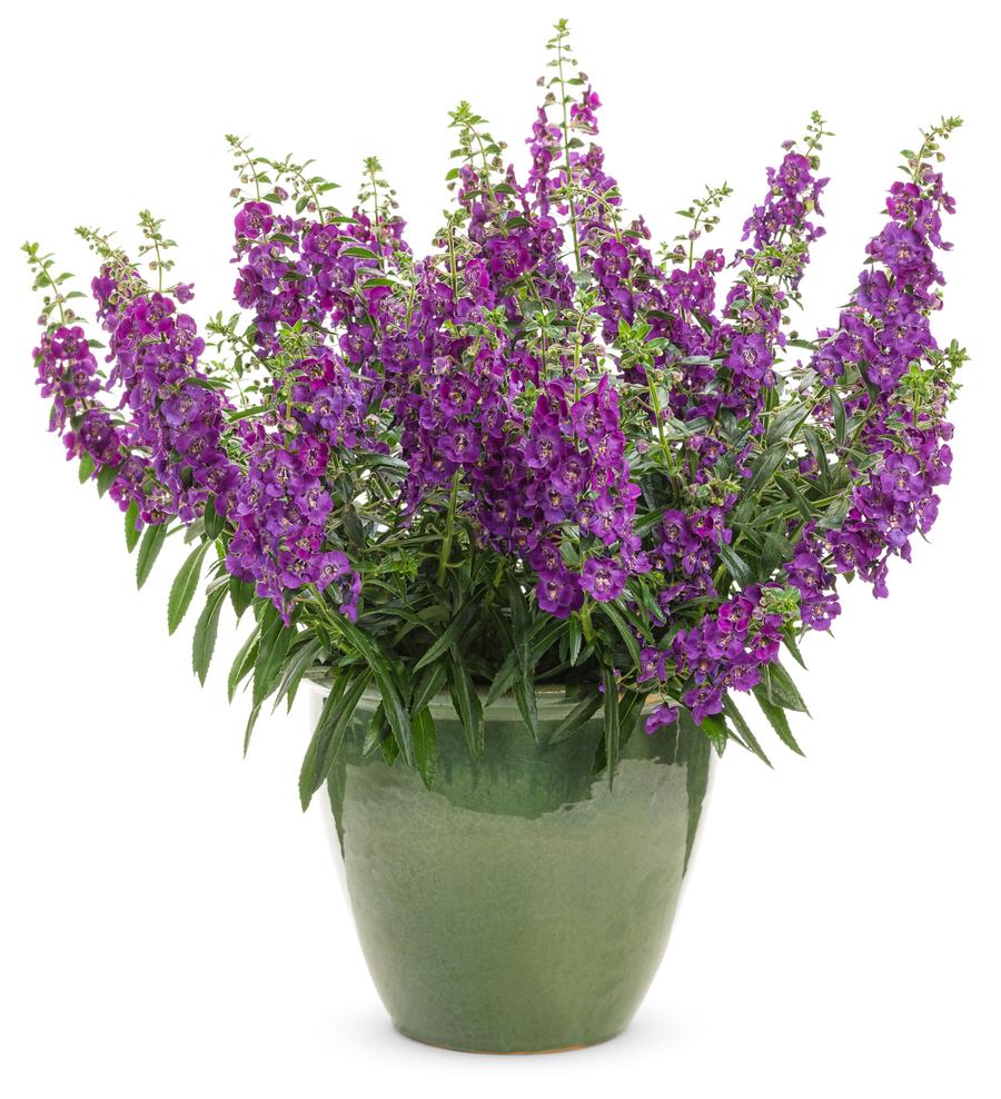 Angelonia Angelface® Blue