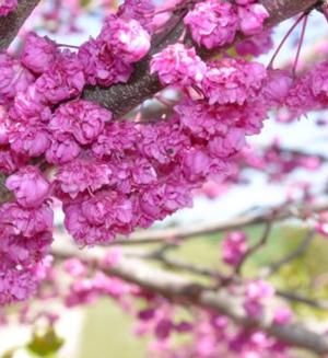 Cercis canadensis 'Pink Pom Poms'