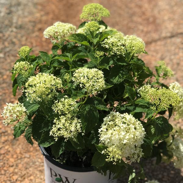 Hydrangea arborescens Proven Winners® Color Choice®Invincibelle Limetta®