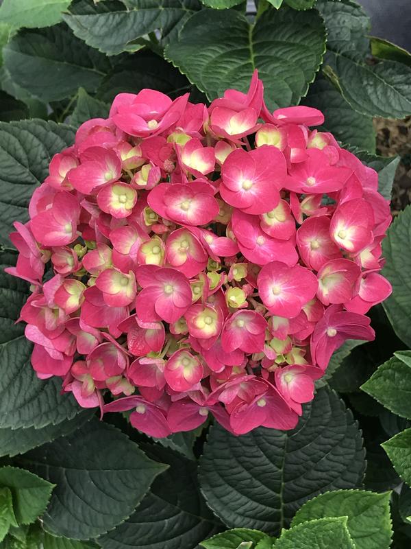 Hydrangea macrophylla Summer Crush®